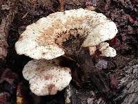 Polyporus squamosus image