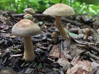 Agrocybe putaminum image