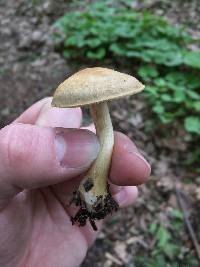 Agrocybe putaminum image