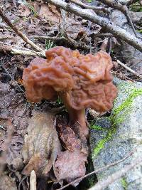 Gyromitra esculenta image