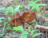 Gyromitra gigas image