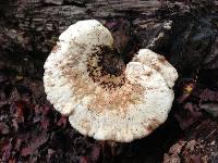 Polyporus squamosus image