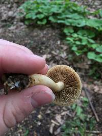 Agrocybe putaminum image