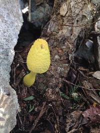 Leucocoprinus birnbaumii image