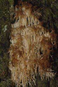 Hericium coralloides image