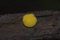 Bisporella citrina image