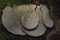 Pleurotus purpureo-olivaceus image