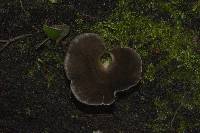 Pleurotus purpureo-olivaceus image