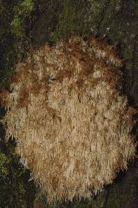 Hericium coralloides image