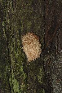 Hericium coralloides image