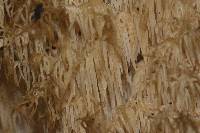 Hericium coralloides image