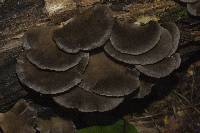 Pleurotus purpureo-olivaceus image