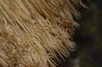 Hericium coralloides image