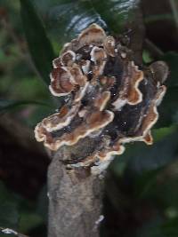 Trametes versicolor image