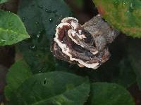 Trametes versicolor image