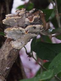 Trametes versicolor image