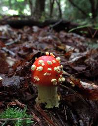 Amanita parcivolvata image