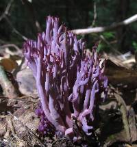 Clavaria zollingeri image