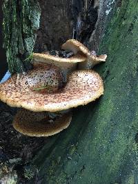 Polyporus squamosus image