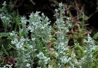 Cladonia squamosa image