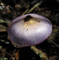 Cortinarius iodes image