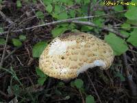 Agaricus augustus image