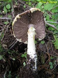 Agaricus augustus image