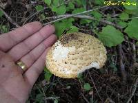 Agaricus augustus image