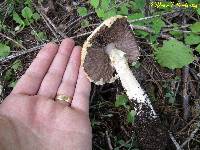 Agaricus augustus image