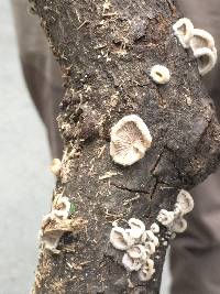 Schizophyllum commune image