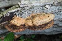 Phellinus gilvus image