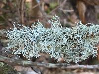 Pseudevernia cladonia image