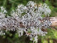 Pseudevernia cladonia image