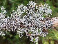 Pseudevernia cladonia image