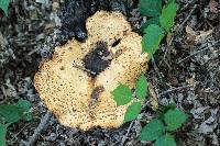 Polyporus squamosus image