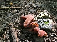 Auricularia auricula-judae image