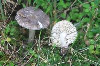 Amanita nehuta image