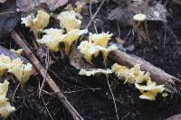 Cantharellus wellingtonensis image