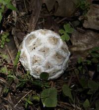 Calvatia sculpta image