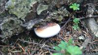 Fomitopsis pinicola image