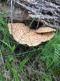 Polyporus squamosus image