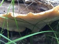 Polyporus squamosus image