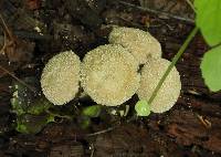 Lycoperdon perlatum image