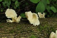 Pleurotus pulmonarius image