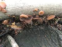 Auricularia auricula-judae image