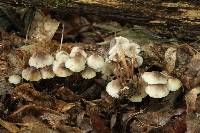 Mycena inclinata image