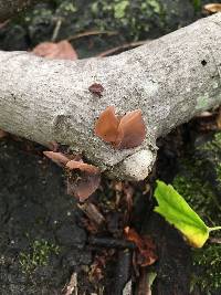 Auricularia auricula-judae image