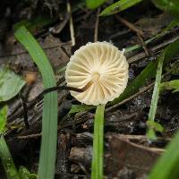 Marasmius rotula image