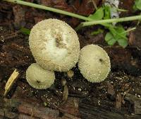 Lycoperdon perlatum image