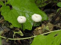 Marasmius rotula image